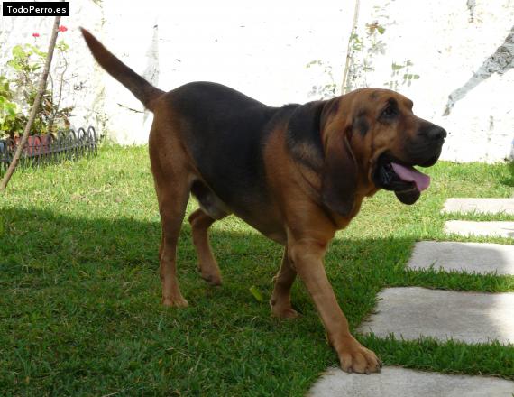La foto del perro
