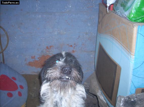 La foto del perro