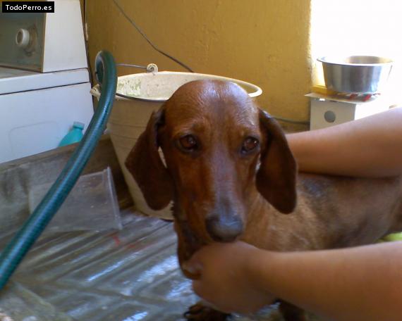 La foto del perro