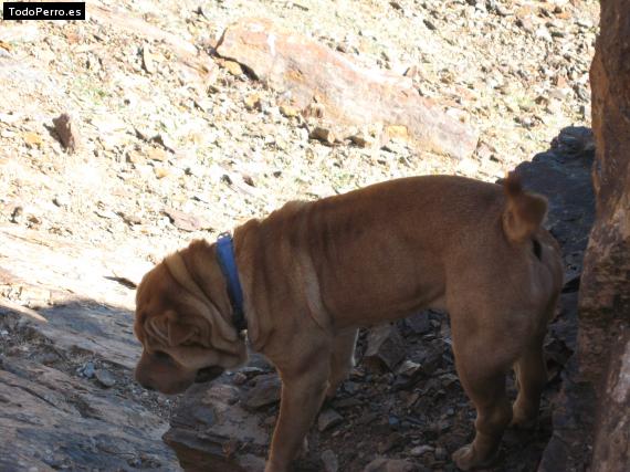 La foto del perro