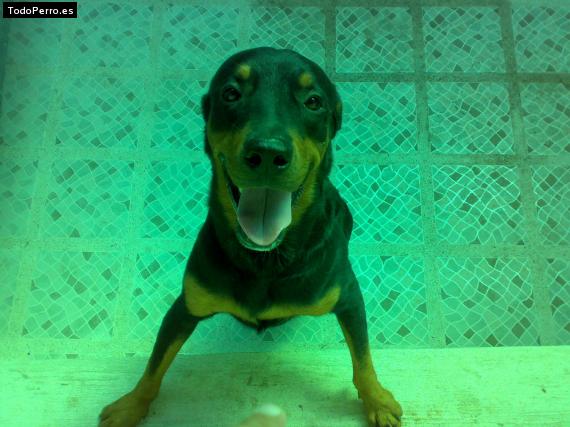 La foto del perro