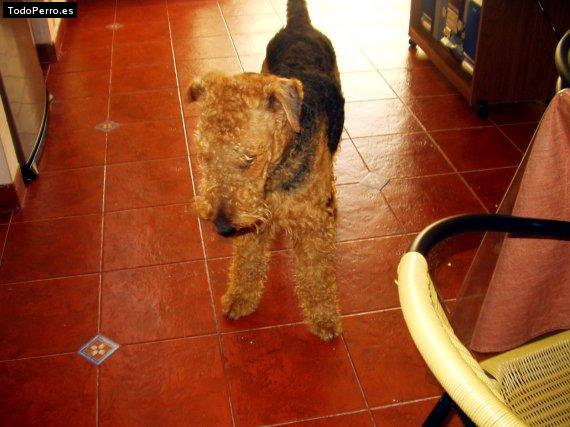 La foto del perro
