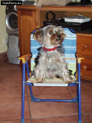 La foto del perro