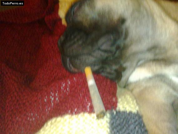 La foto del perro