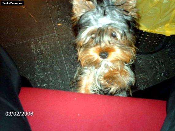 La foto del perro