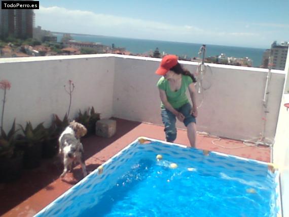 La foto del perro