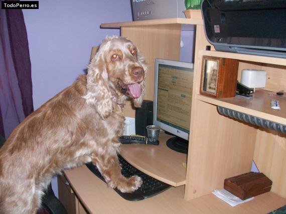 La foto del perro
