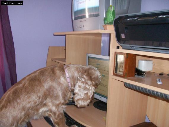 La foto del perro