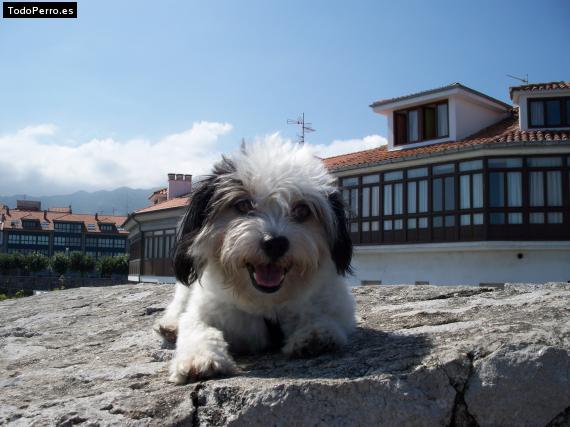 La foto del perro
