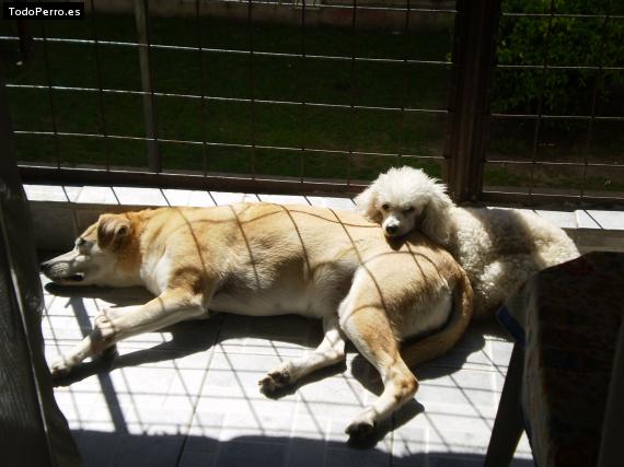 La foto del perro