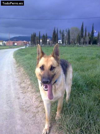 La foto del perro