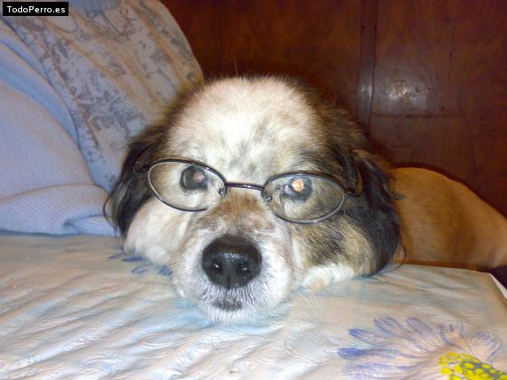 La foto del perro