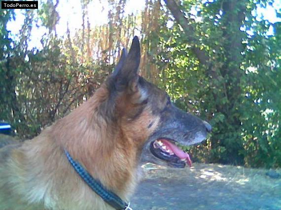 La foto del perro