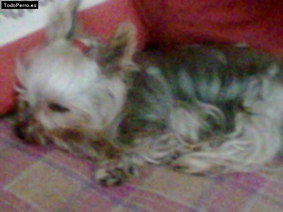La foto del perro