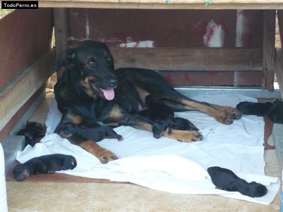 La foto del perro