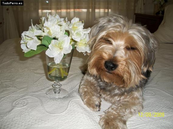 La foto del perro