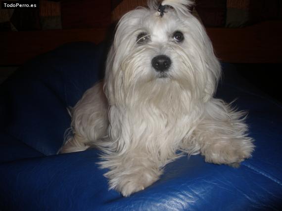 La foto del perro