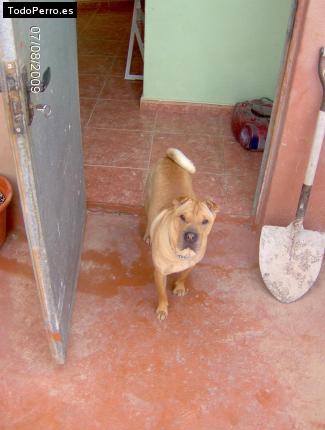 La foto del perro