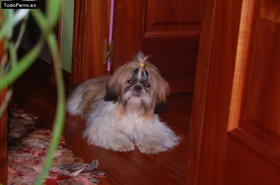 La foto del perro