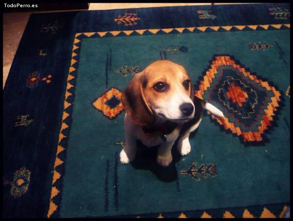 La foto del perro
