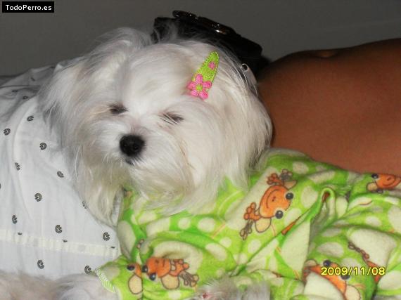 La foto del perro