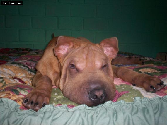 La foto del perro