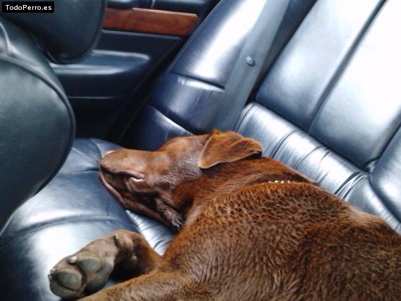 La foto del perro
