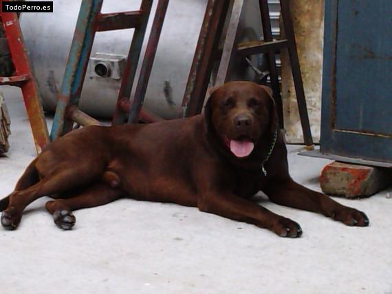 La foto del perro