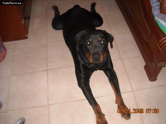 La foto del perro