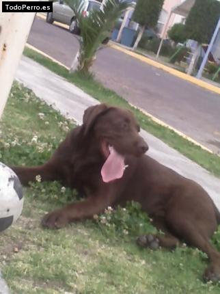 La foto del perro