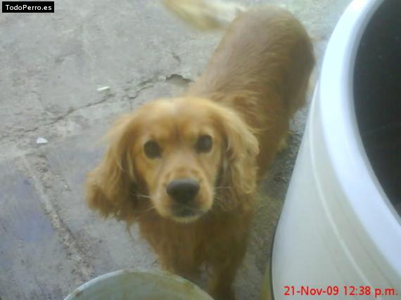 La foto del perro