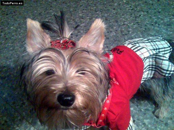 La foto del perro