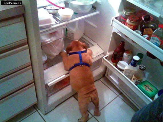 La foto del perro