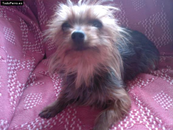 La foto del perro