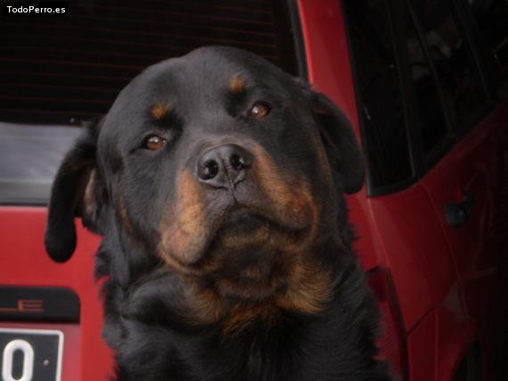 La foto del perro