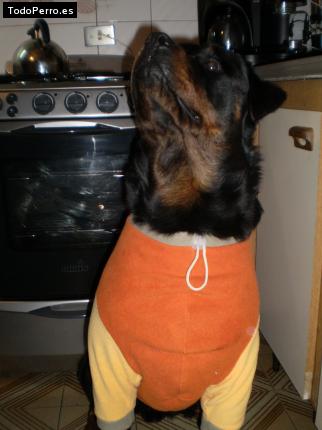 La foto del perro