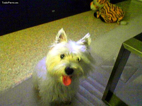 Foto del perro Toy