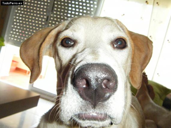 La foto del perro