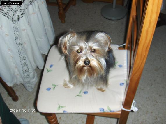 La foto del perro