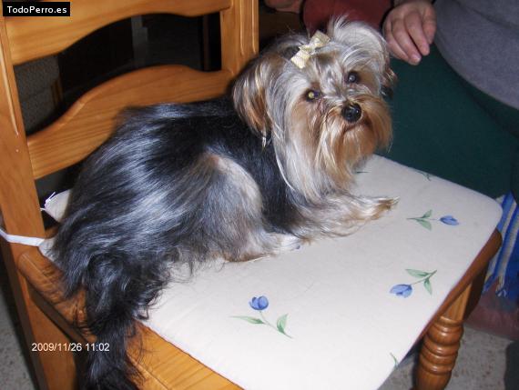 La foto del perro