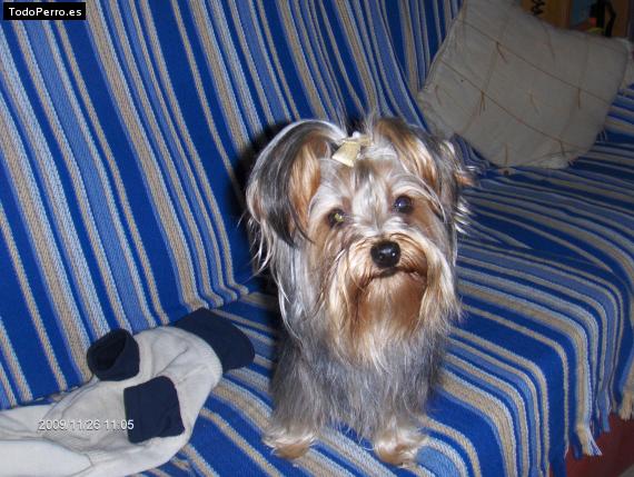 La foto del perro