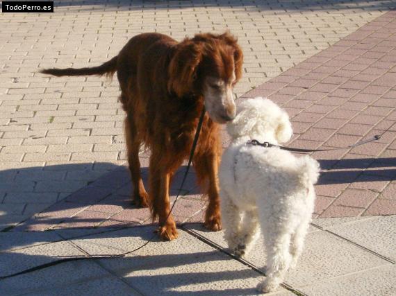 La foto del perro