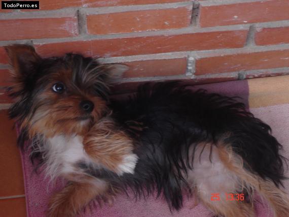 La foto del perro