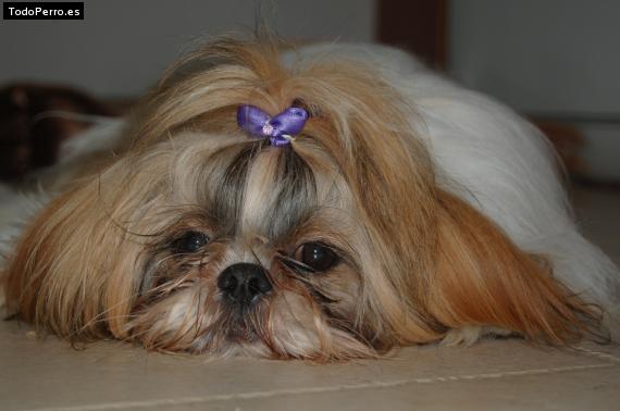 La foto del perro