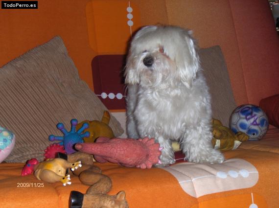 La foto del perro