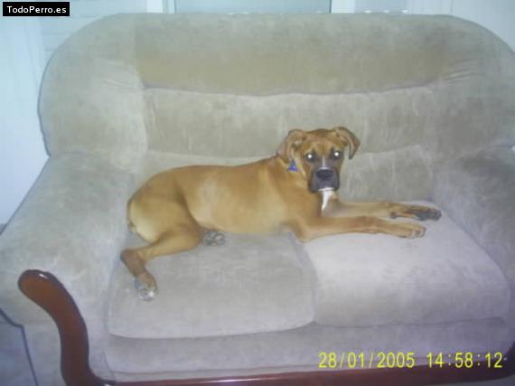 La foto del perro