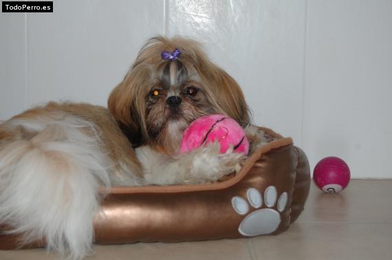 La foto del perro