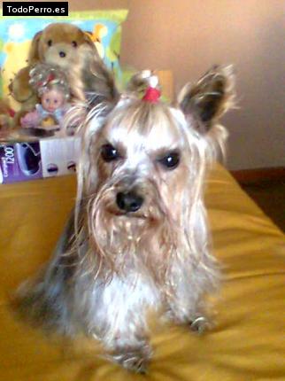 La foto del perro