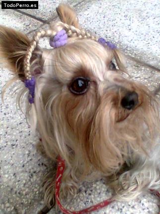 La foto del perro