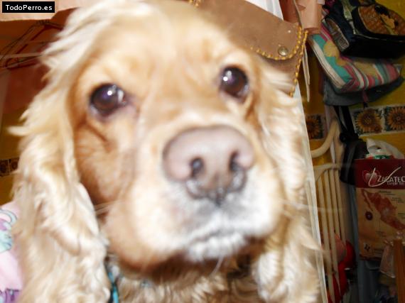 La foto del perro